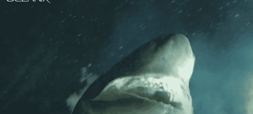 Best Killer Shark Movies Top 12 Must See Films Cvvnews